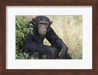 Chimpanzee (Pan troglodytes) in a forest, Kibale National Park, Uganda Fine Art Print