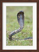 Egyptian cobra rearing up, Lake Victoria, Uganda Fine Art Print