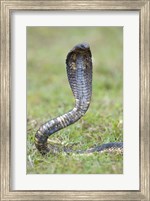 Egyptian cobra rearing up, Lake Victoria, Uganda Fine Art Print