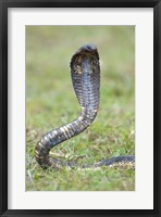 Egyptian cobra rearing up, Lake Victoria, Uganda Fine Art Print