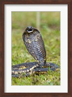Close-up of an Egyptian cobra (Heloderma horridum) rearing up, Lake Victoria, Uganda Fine Art Print