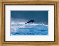 Common dolphin breaching in the sea Fine Art Print