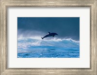 Common dolphin breaching in the sea Fine Art Print