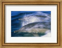 Common dolphins breaching in the sea Fine Art Print