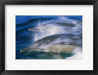 Common dolphins breaching in the sea Fine Art Print