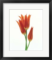 Orange Flowers against White Background Fine Art Print