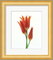 Orange Flowers against White Background Fine Art Print