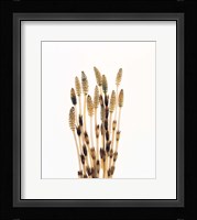 Flowers against white background Fine Art Print