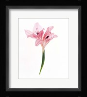 Cut out of flower Fine Art Print