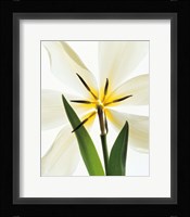 Flower head, Lily Fine Art Print