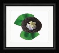 Flower on rock Fine Art Print