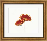 Two flowers head against white background Fine Art Print