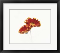 Two flowers head against white background Fine Art Print