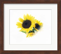 Close Up Of Sunflower Head Fine Art Print