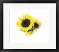 Close Up Of Sunflower Head Fine Art Print