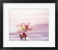 Flower with Water Background Fine Art Print