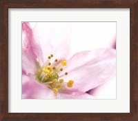 Extreme close up of cherry blossom Fine Art Print