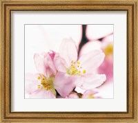 Close up of cherry blossom Fine Art Print
