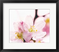 Close up of cherry blossom Fine Art Print