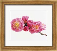 Close up of a Cherry blossom Fine Art Print