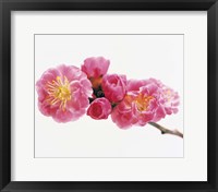 Close up of a Cherry blossom Fine Art Print