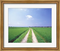 Rural road between crop fields Fine Art Print