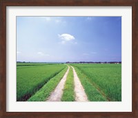 Rural road between crop fields Fine Art Print