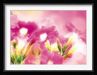 Pink flowers Fine Art Print