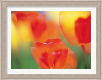 Tulip Flowers Fine Art Print