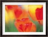 Tulip Flowers Fine Art Print