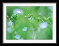 Wildflowers Fine Art Print