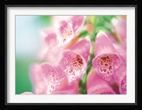 Group of flower head Fine Art Print