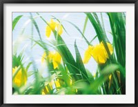 Yellow flowers with grass an sky Fine Art Print
