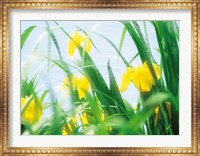 Yellow flowers with grass an sky Fine Art Print
