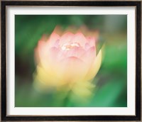 Lotus, Blurred Motion Fine Art Print