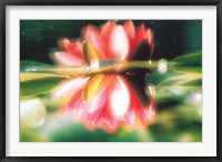 Reflection of Flower in Pond, Lotus Fine Art Print
