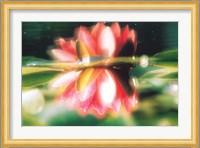 Reflection of Flower in Pond, Lotus Fine Art Print