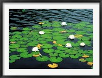 Lily pads with water lily Fine Art Print