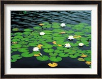 Lily pads with water lily Fine Art Print