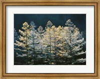 Forest trees with sunlight at sunrise Fine Art Print