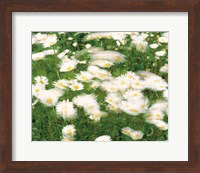 Daisy flowers with blur motion Fine Art Print