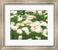 Daisy flowers with blur motion Fine Art Print