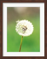 Dandelion seeds, close-up view Fine Art Print