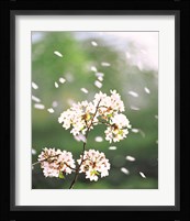 Flower petals floating in air Fine Art Print