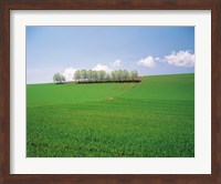 Trees lined in crop field with sky and clouds in background Fine Art Print