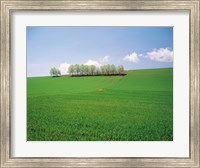 Trees lined in crop field with sky and clouds in background Fine Art Print