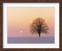 Sunset view of single bare tree Fine Art Print