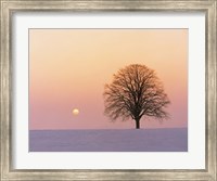 Sunset view of single bare tree Fine Art Print