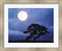 Silhouetted tree with full moon in sky Fine Art Print