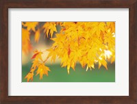 Yellow Maple Leaves, Autumn Fine Art Print